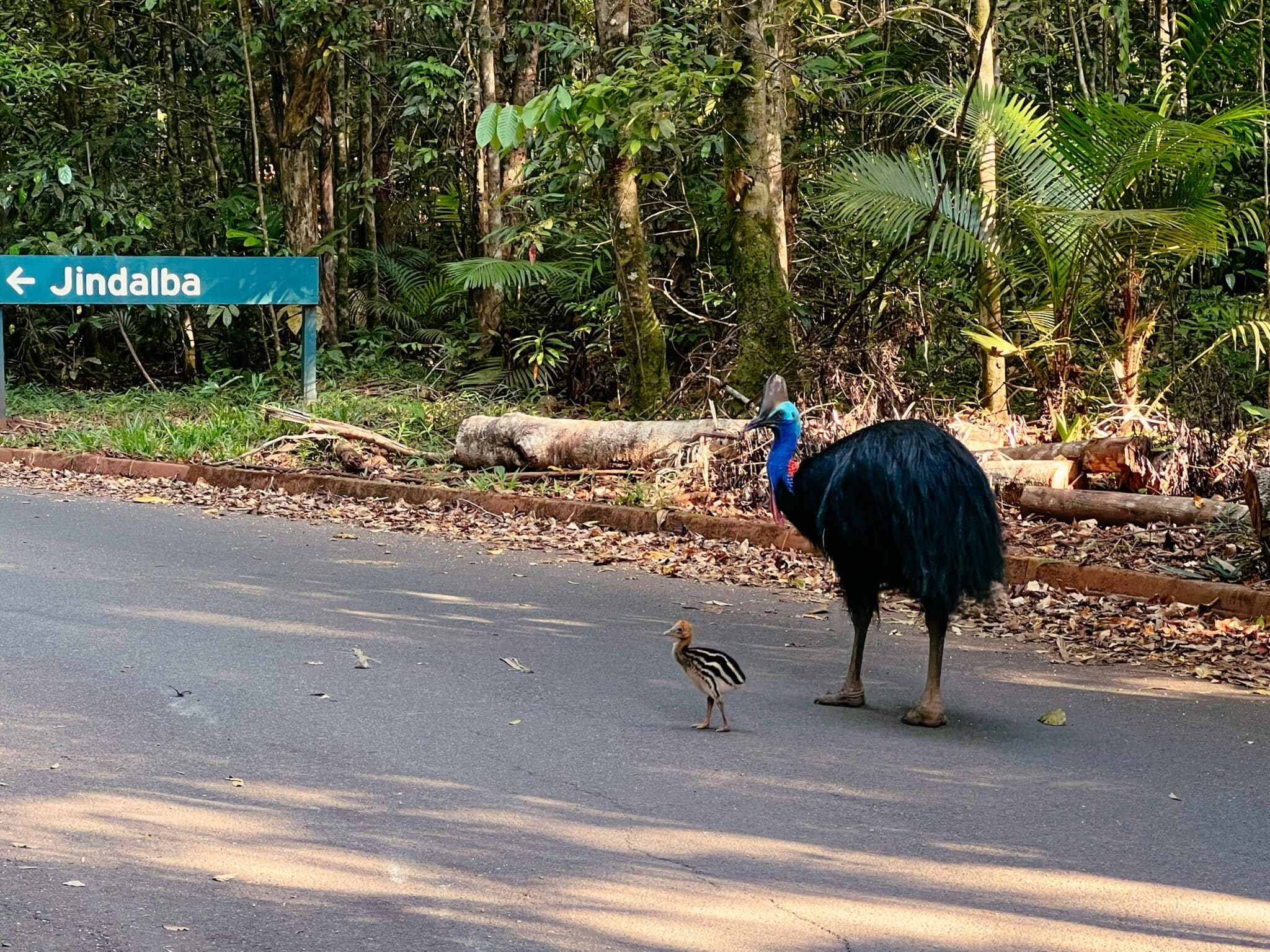 Mission Beach Australien Sehensw rdigkeiten Ausflugstipps