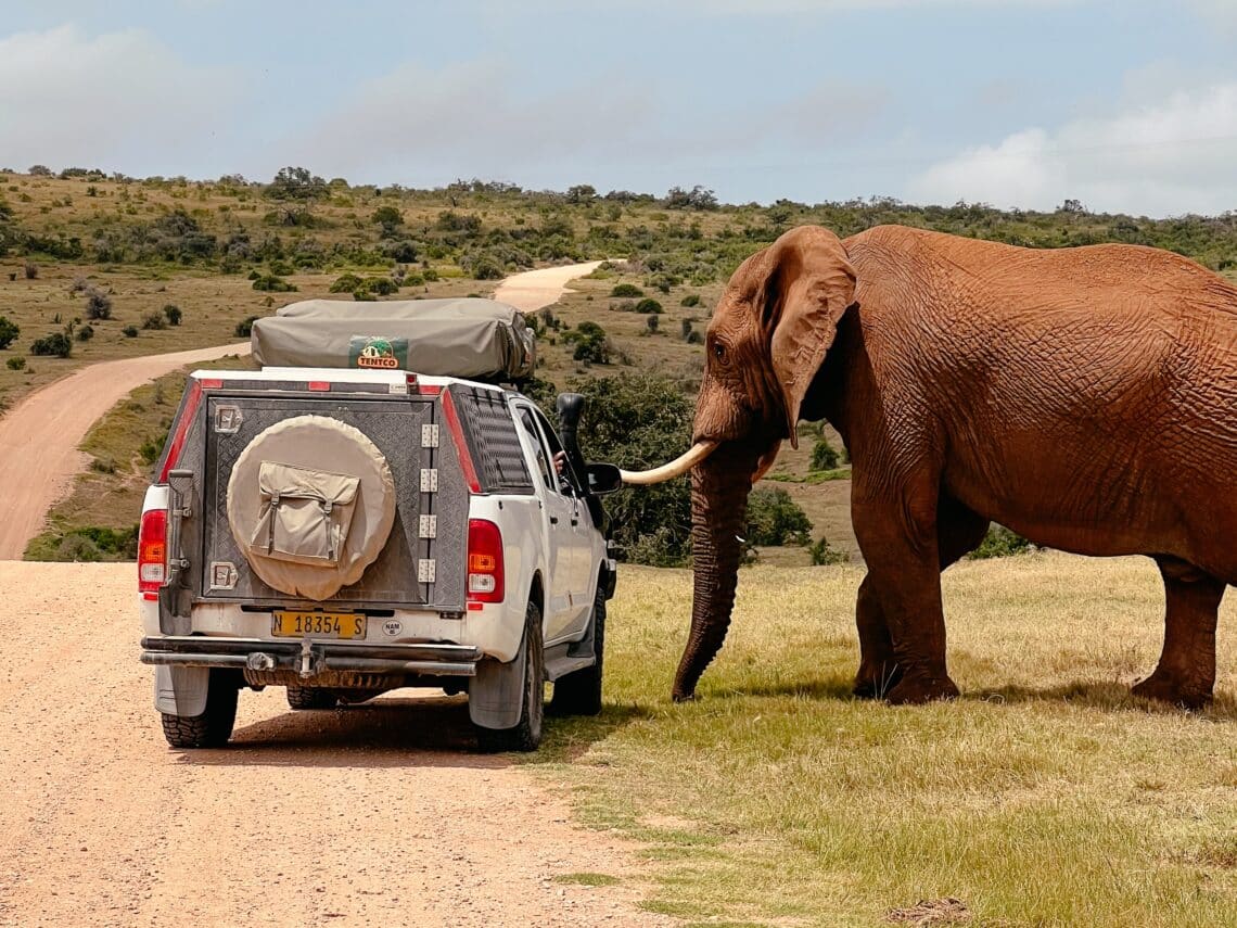 Addo Elephant Nationalpark, Südafrika
