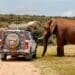 Addo Elephant Nationalpark, Südafrika