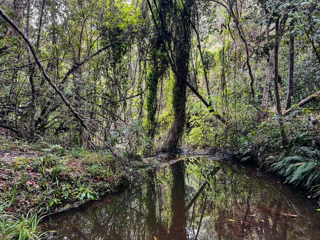 Tsitsikamma Nationalpark, Garden Route, Südafrika