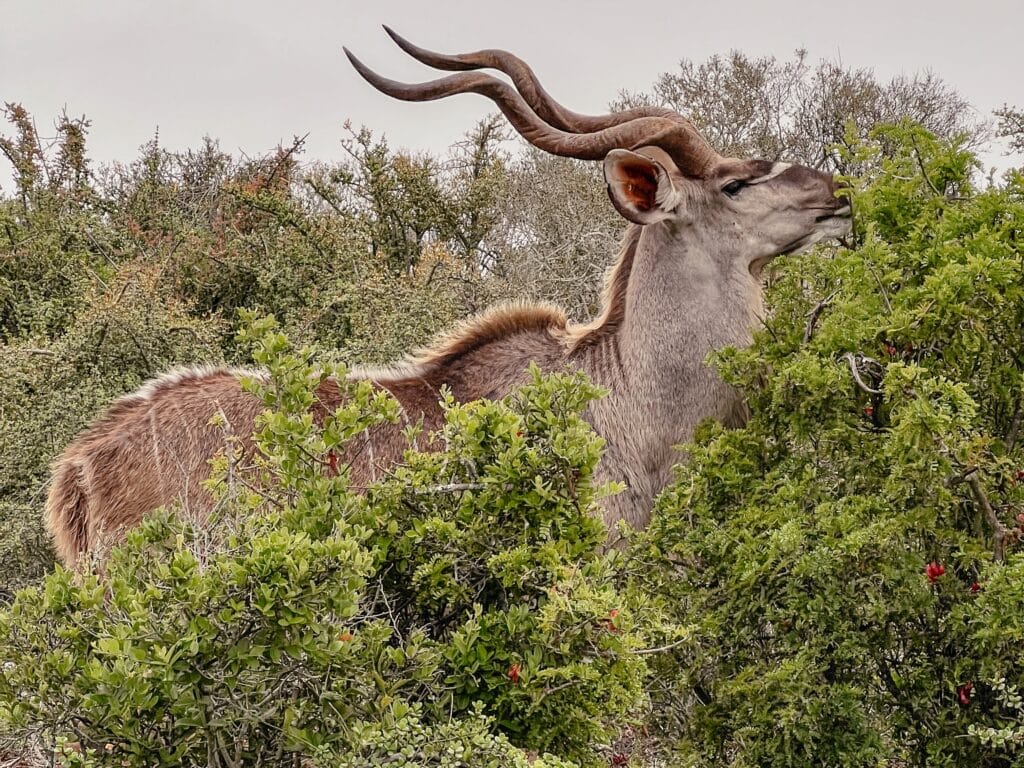 Addo Elephant Nationalpark, Südafrika