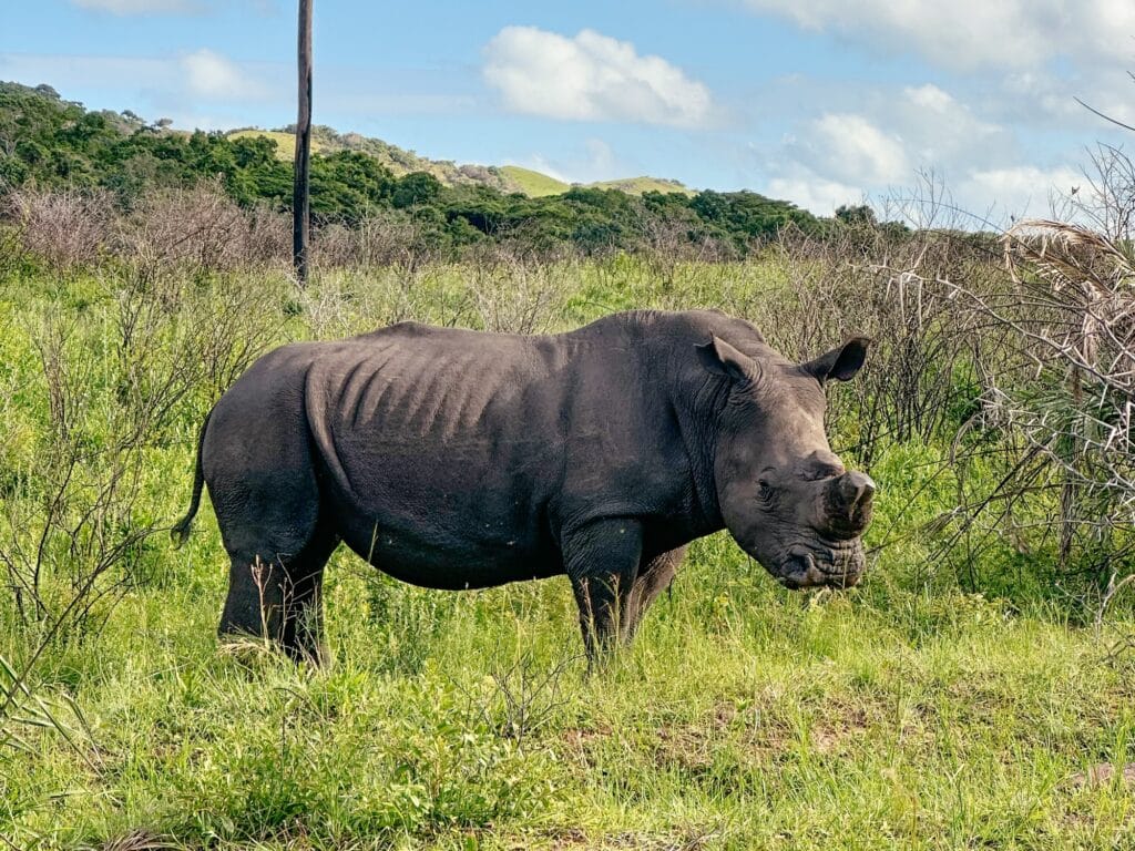 St. Lucia Sehenswürdigkeiten, iSimangaliso Wetland Park, Südafrika