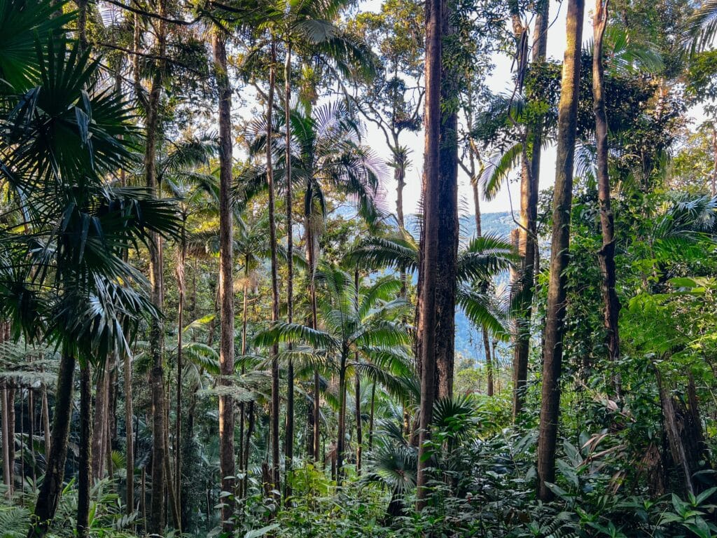Eungella Nationalpark, Ostküste Australien Sehenswürdigkeiten