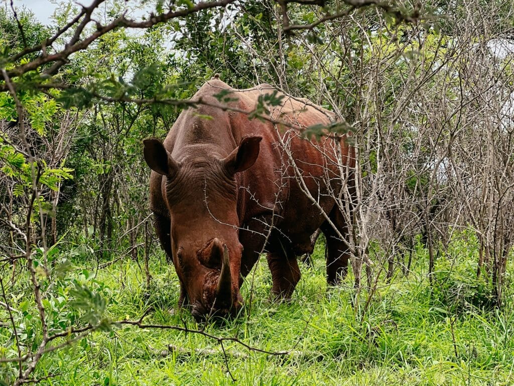 Hluhluwe iMfolozi Park, Südafrika Safari