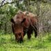 Hluhluwe iMfolozi Park, Südafrika Safari