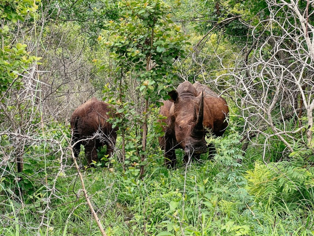 Hluhluwe iMfolozi Park, Südafrika Safari