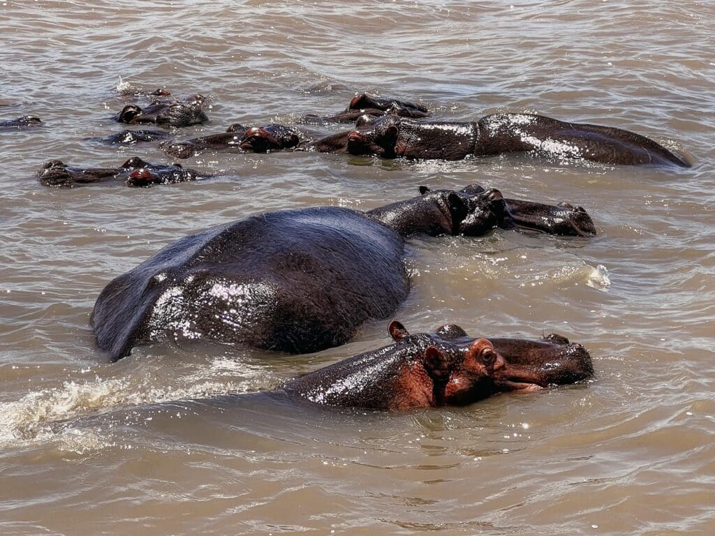 St. Lucia Sehenswürdigkeiten, iSimangaliso Wetland Park, Südafrika