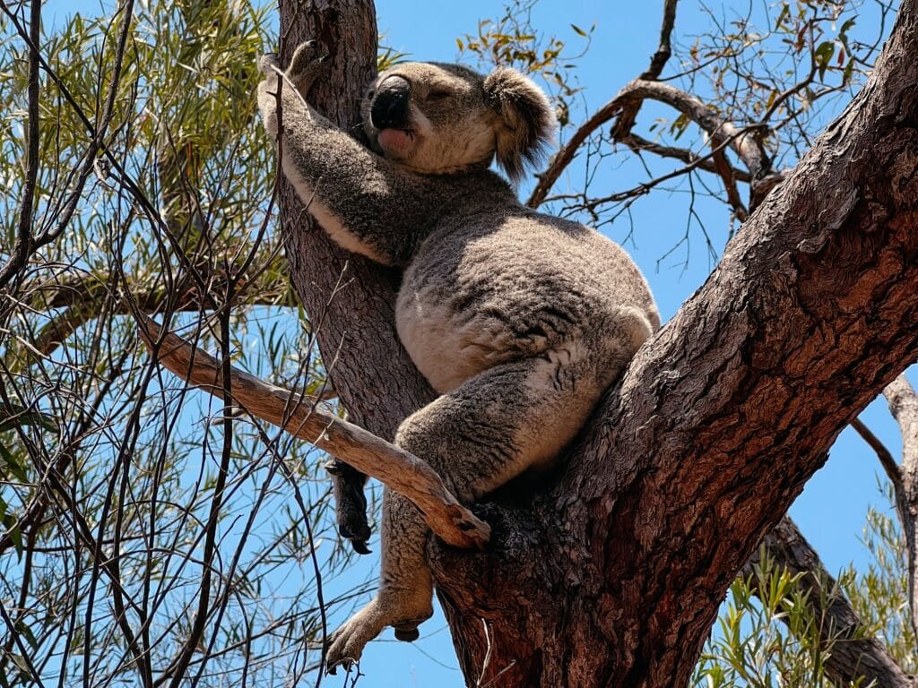Magnetic Island Ostküste Australien Sehenswürdigkeiten