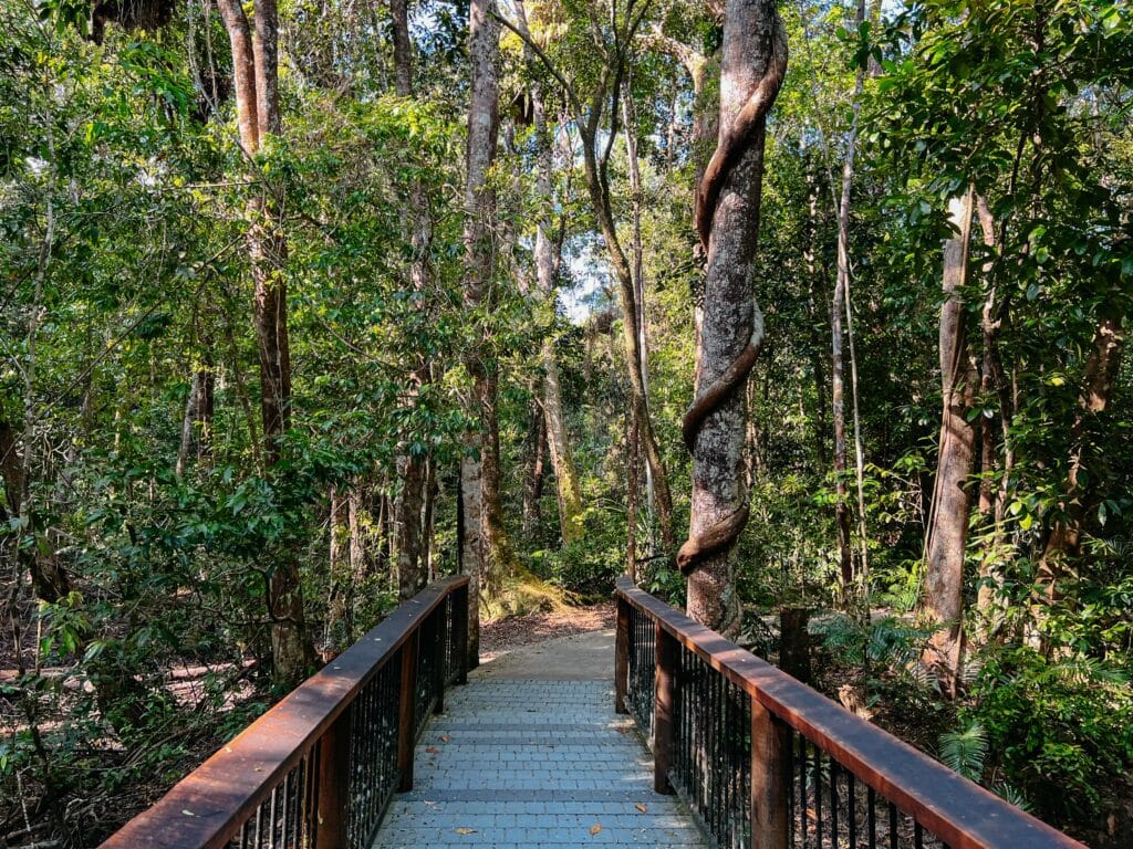 Madja Boardwalk, Daintree Rainforest, Cape Tribulation, Australien Ostküste