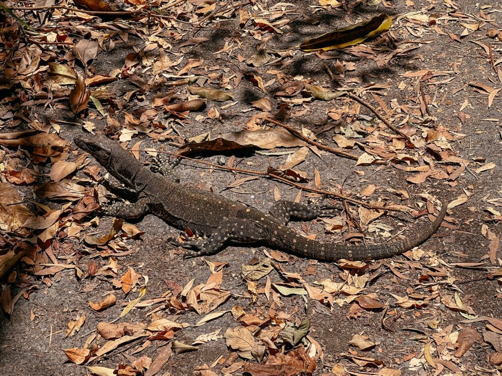 Kuranda Sehenswürdigkeiten, Ostküste Australien