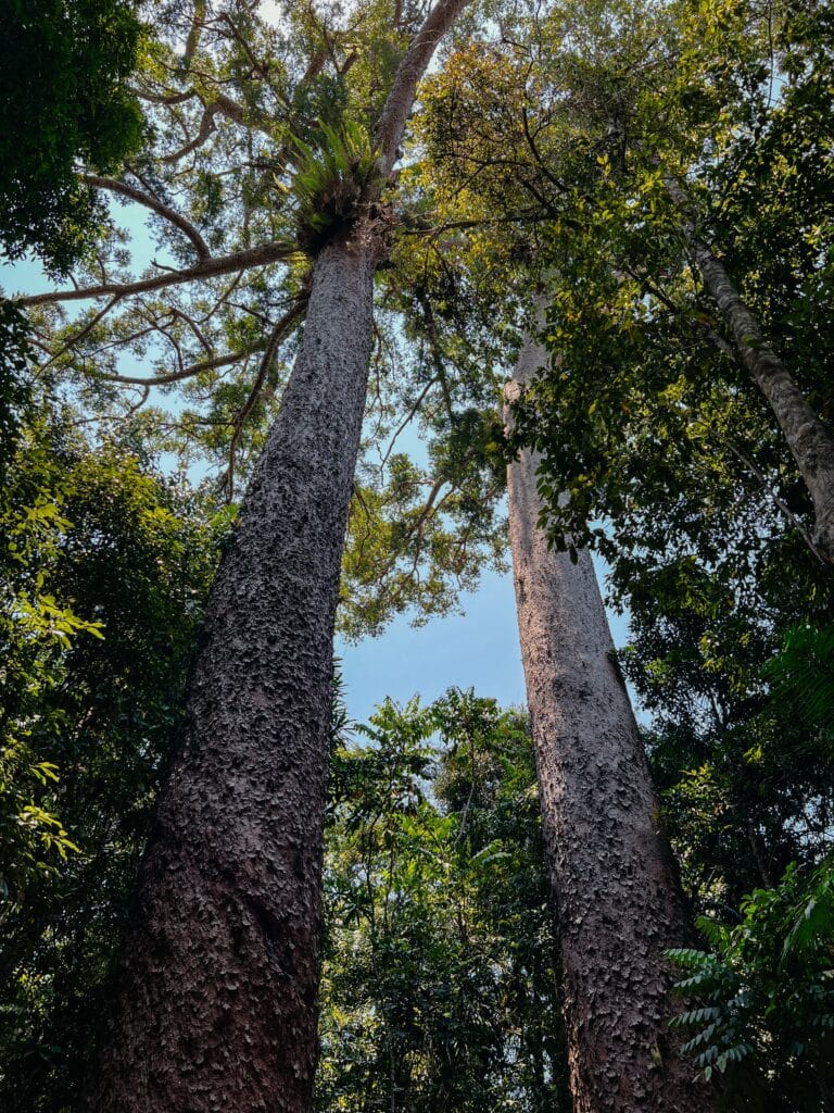 Cairns Sehenswürdigkeiten, Ostküste, Australien