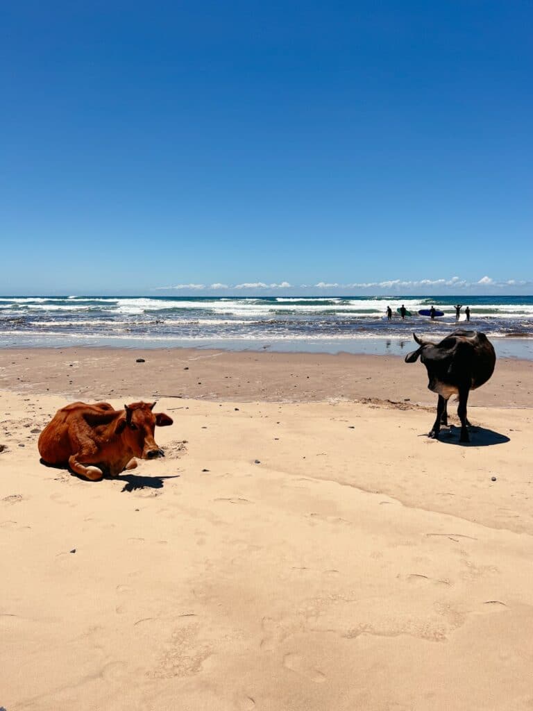 Coffee Bay Sehenswürdigkeiten, Ostküste, Ost-Kap, Südafrika