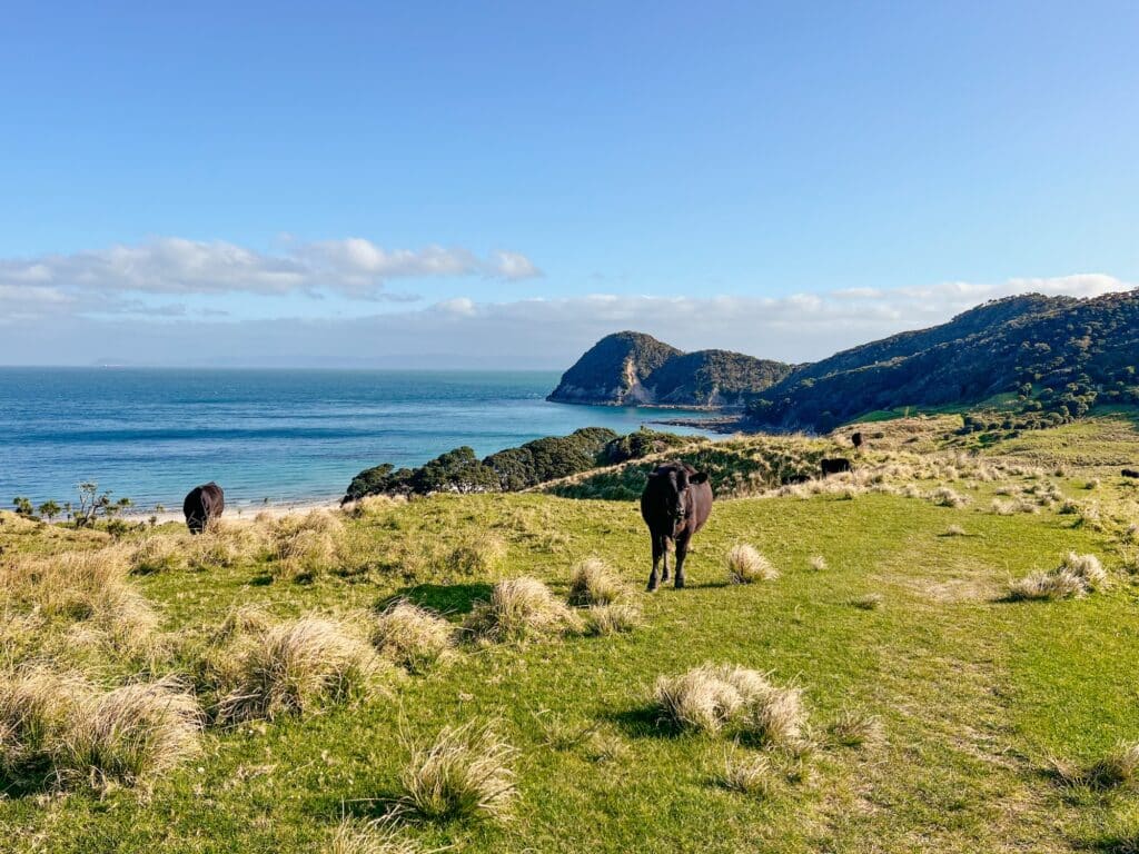 Smugglers Bay, Whangarei Sehenswürdigkeiten, Nordinsel, Neuseeland