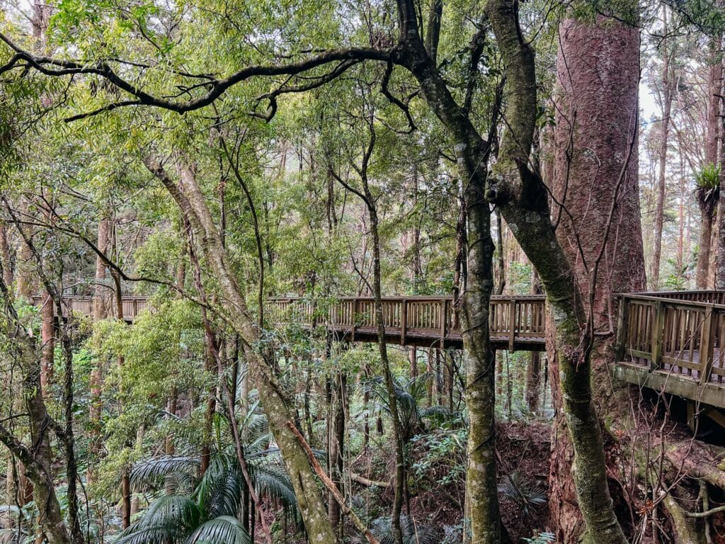 A H Reed Memorial Kauri Park, Whangarei Sehenswürdigkeiten, Nordinsel, Neuseeland