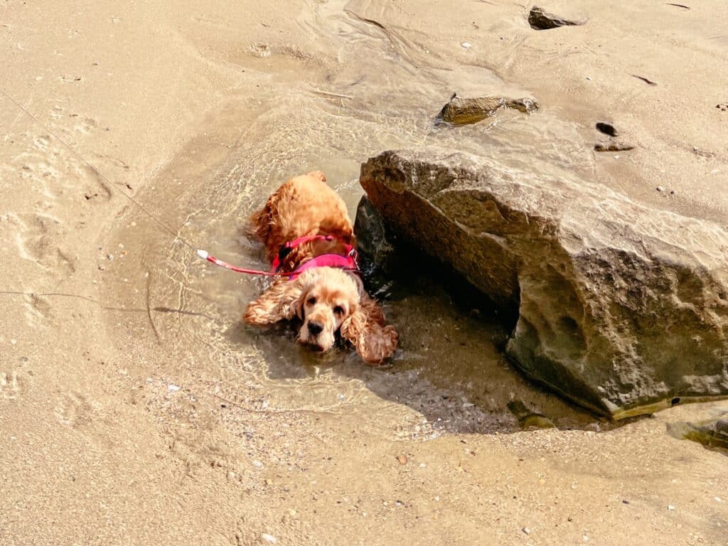 Neuseeland Housesitting, Mangawhai