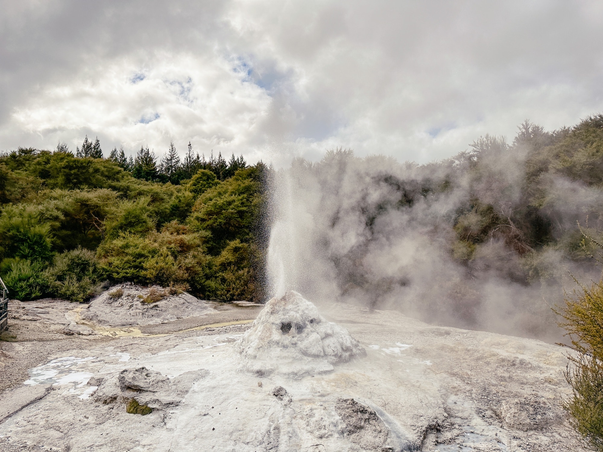 Rotorua Sehenswürdigkeiten, Neuseeland, Lady Knox Geysir