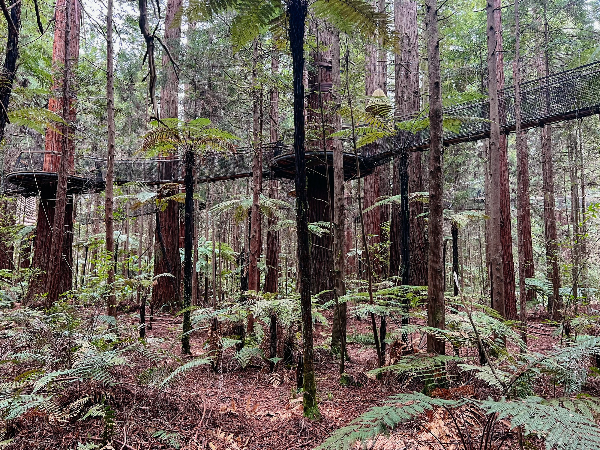 Rotorua Sehenswürdigkeiten, Redwoods 