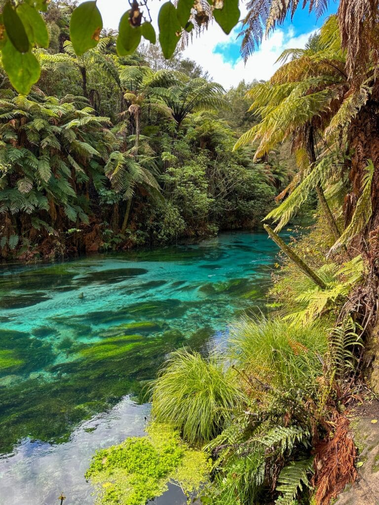 Blue Springs, Putaruru, Nordinsel, Neuseeland Wandern