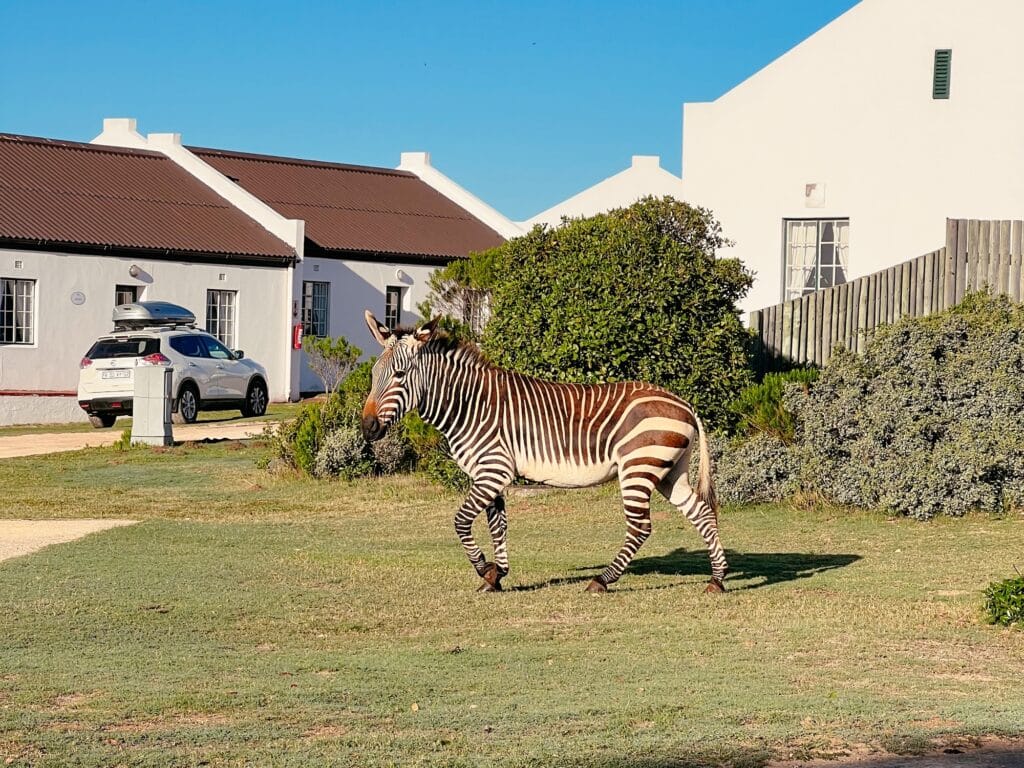 De Hoop Nature Reserve, Garden Route, Südafrika