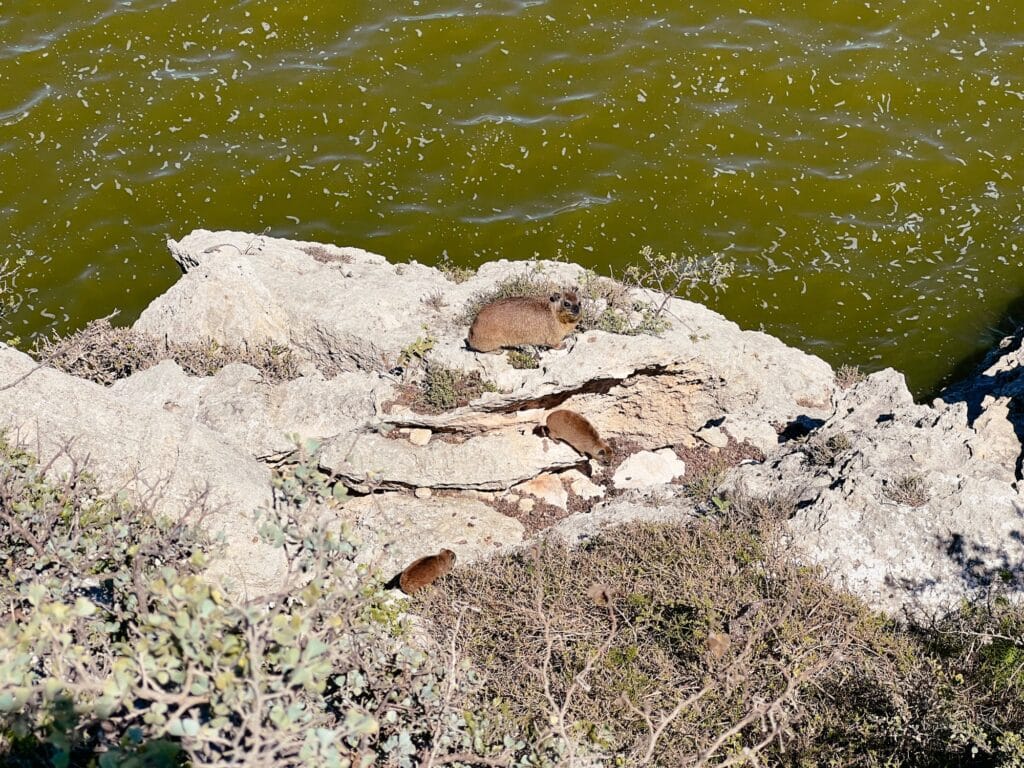 De Hoop Nature Reserve, Garden Route, Südafrika