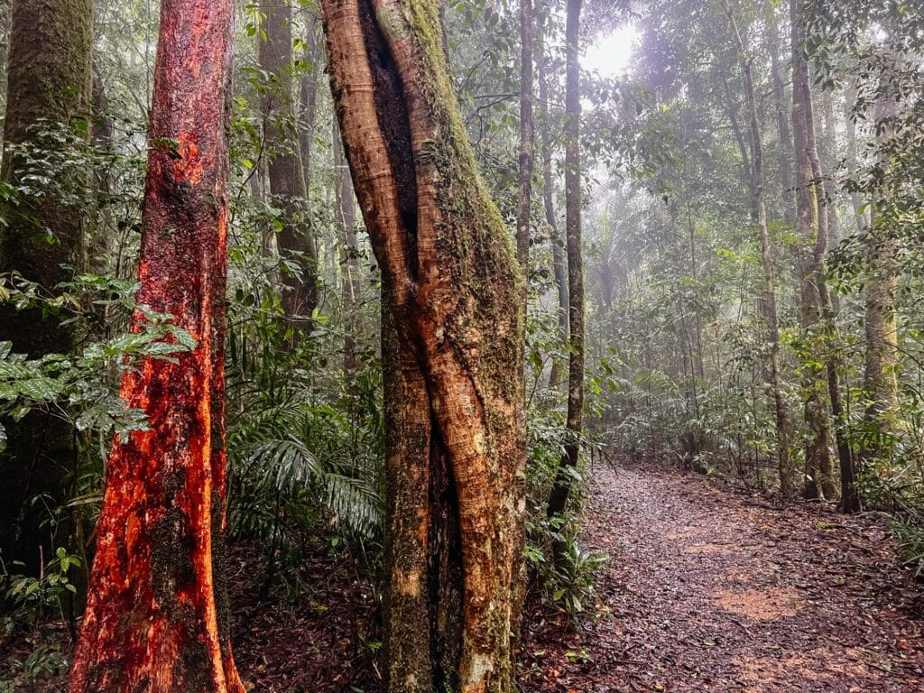 Paluma Range Nationalpark, Townsville Sehenswürdigkeiten, Ostküste, Queensland, Australien