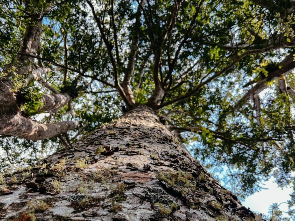 Kauri Bäume, Coromandel Peninsula Sehenswürdigkeiten, Nordinsel, Neuseeland,