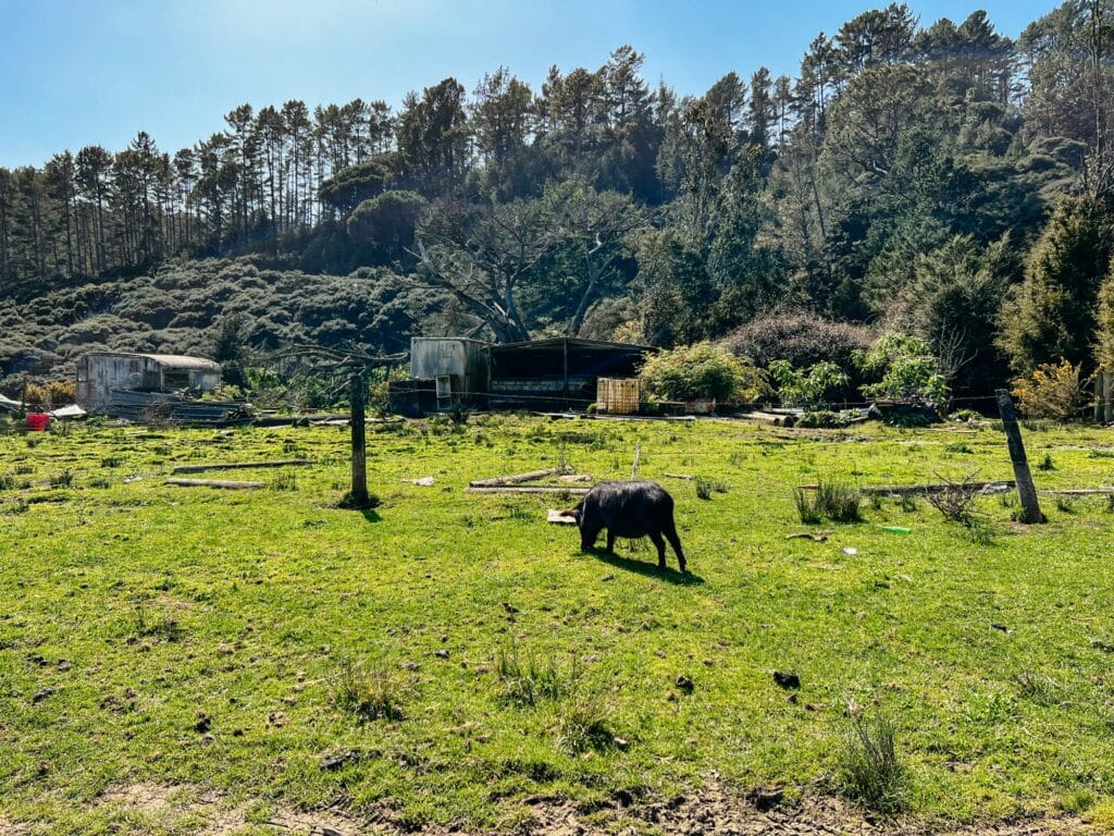 Road 309, Schweinemann Stuart, Coromandel Peninsula, Nordinsel, Neuseeland