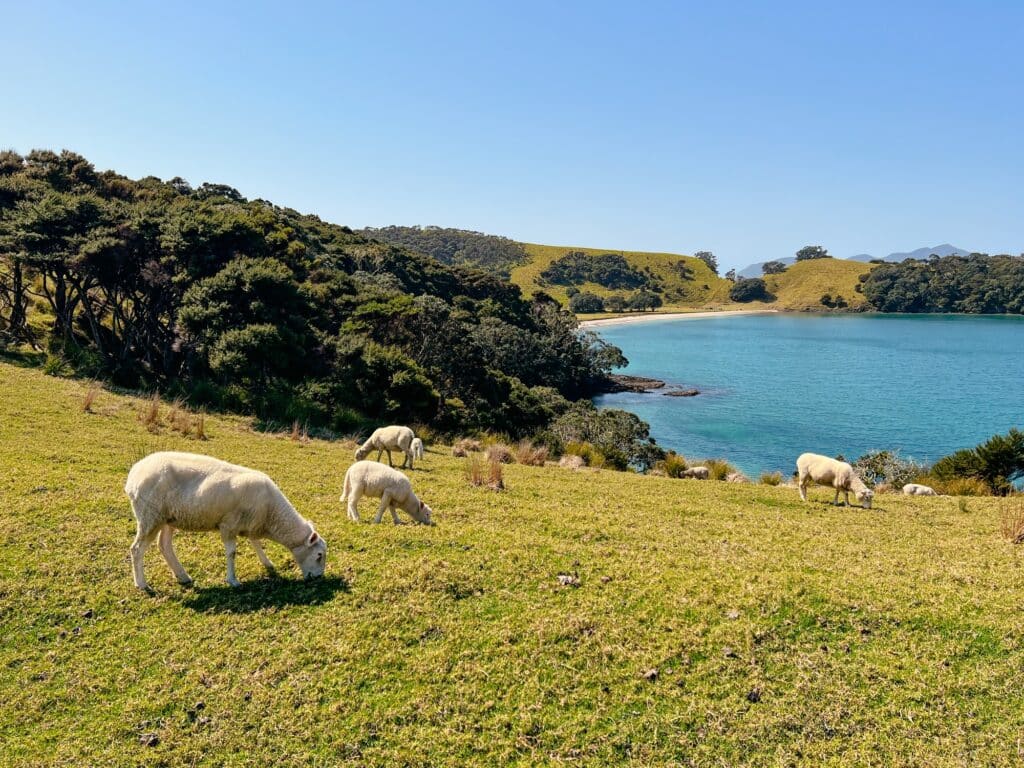 Bay of Islands, Paihia Sehenswürdigkeiten, Nordinsel, Neuseeland