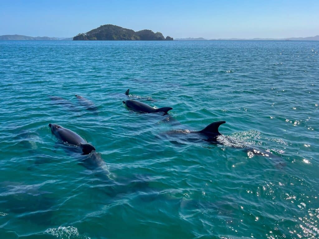 Neuseeland Sehenswürdigkeiten, Bay of Islands, Nordinsel Neuseeland