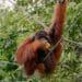 Malaysia Rundreise, Borneo Sehenswürdigkeiten, Malaysia