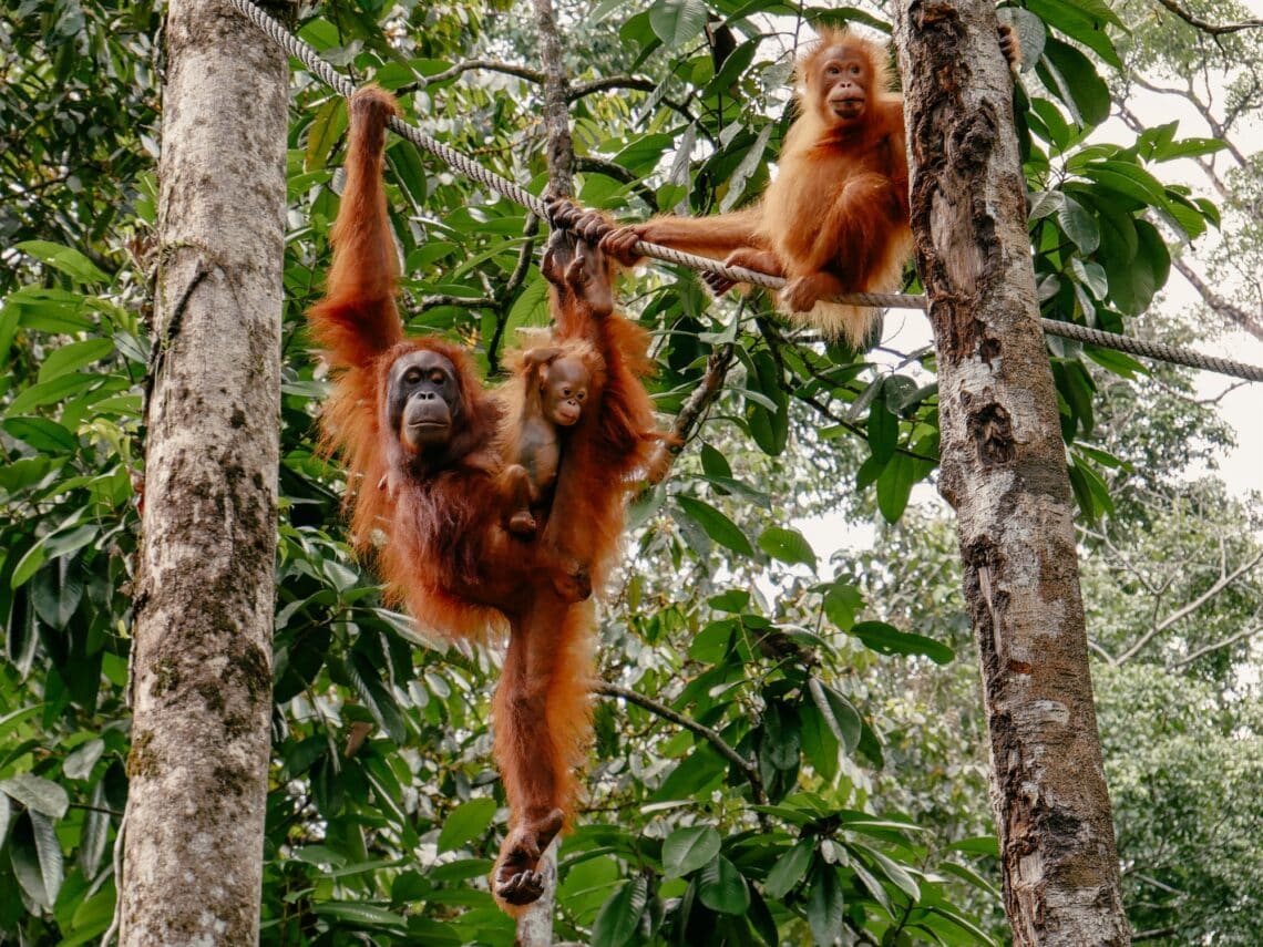 Beste Reisezeit Malaysia, Borneo, Malaysia