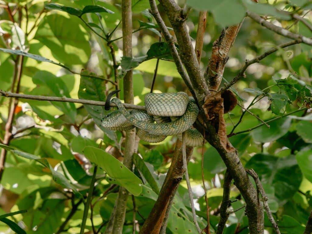Kuching Sehenswürdigkeiten, Borneo, Malaysia