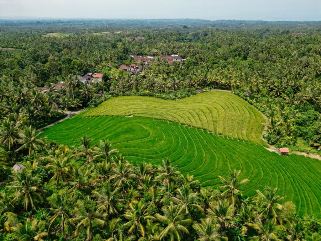 Reisterrassen, Balian Beach, Bali Sehenswürdigkeiten