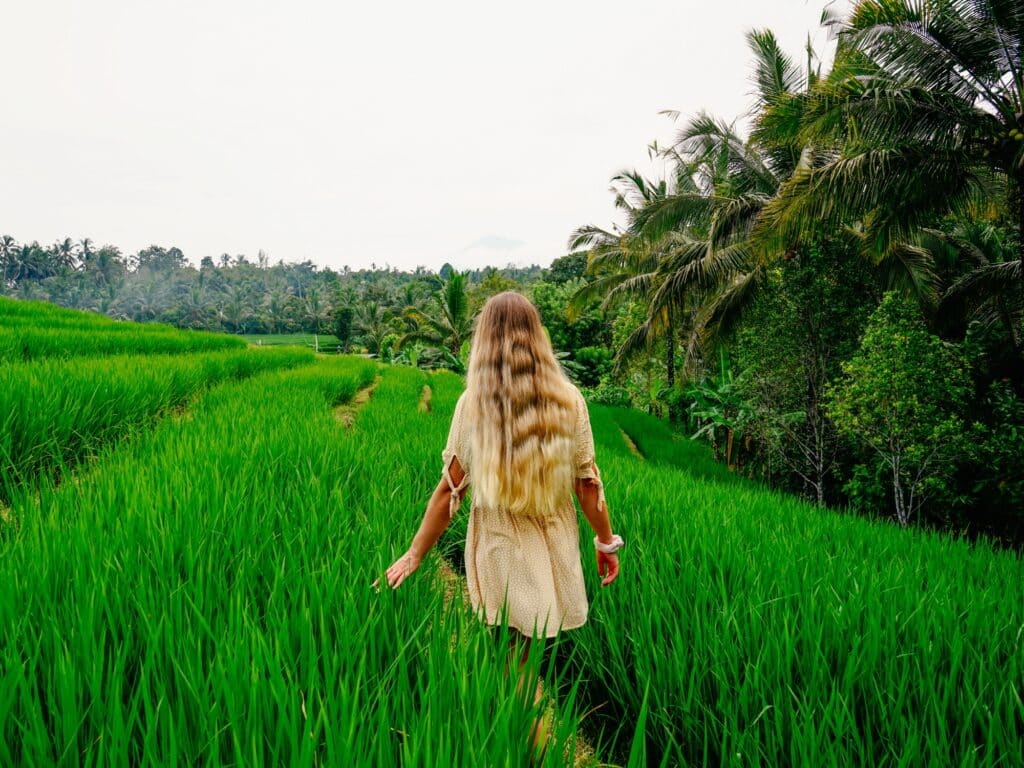Reisterrassen, Balian Beach, Bali Sehenswürdigkeiten, Indonesien