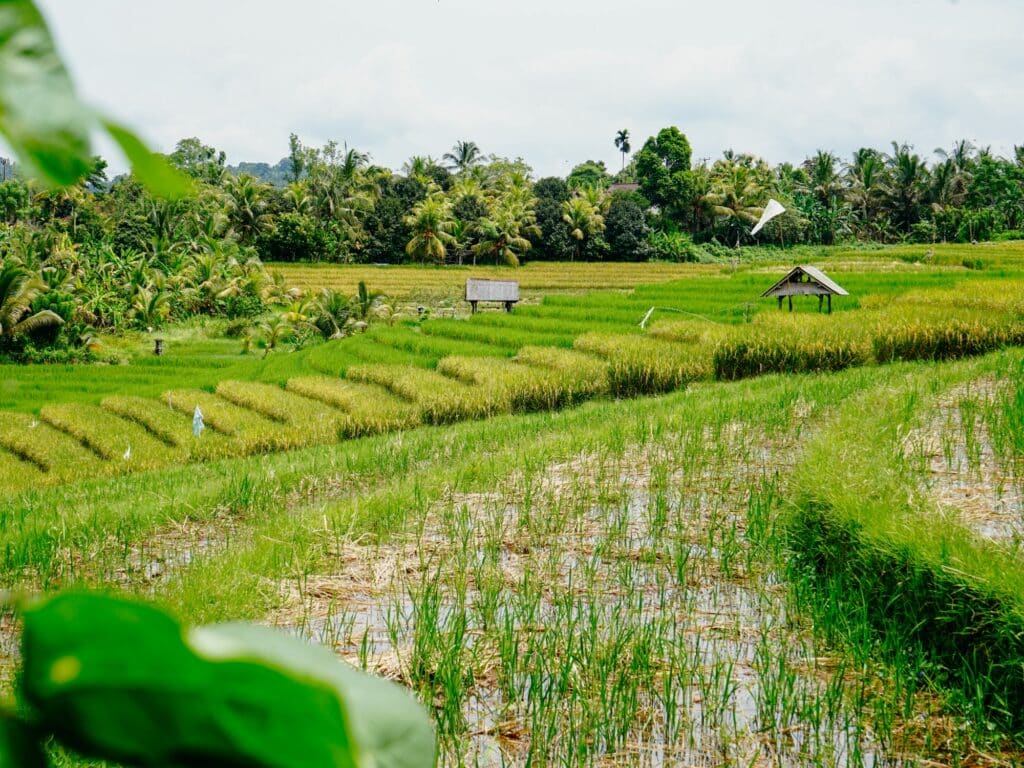 Reisterrassen, Balian Beach, Bali Sehenswürdigkeiten, Indonesien