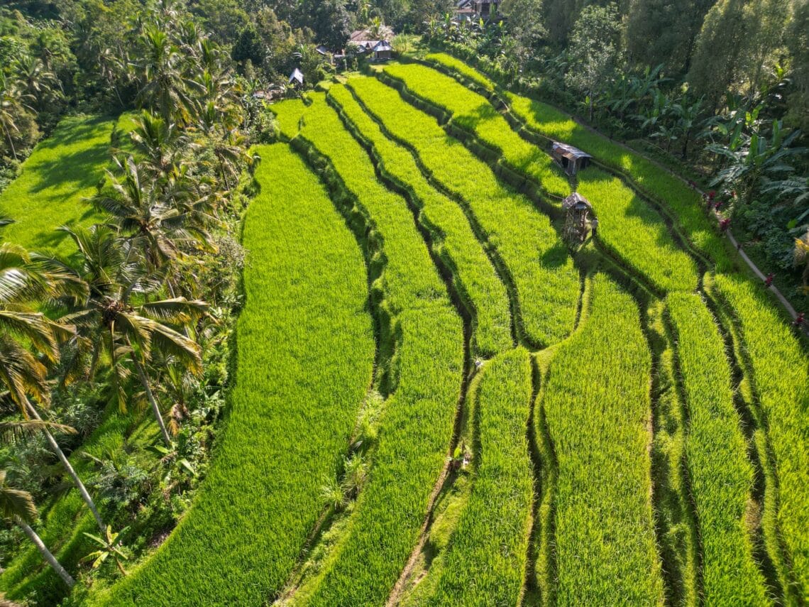 Munduk Reisfelder Bali, Munduk, Bali Reisfelder, Indonesien