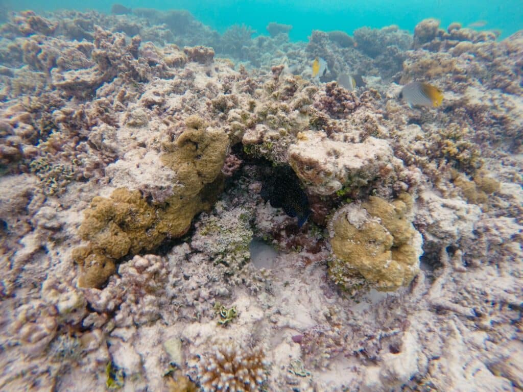 Schnorcheln auf den Malediven, Dhigurah