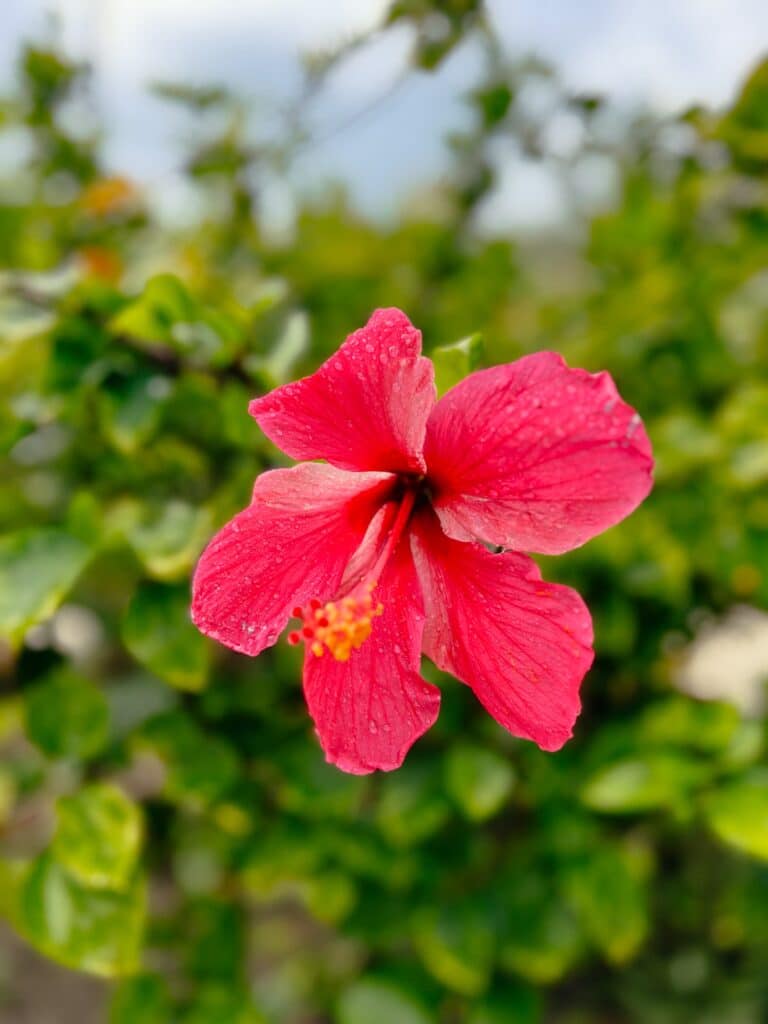 Centara Ras Fushi Resort & Spa, Resort Insel Malediven
