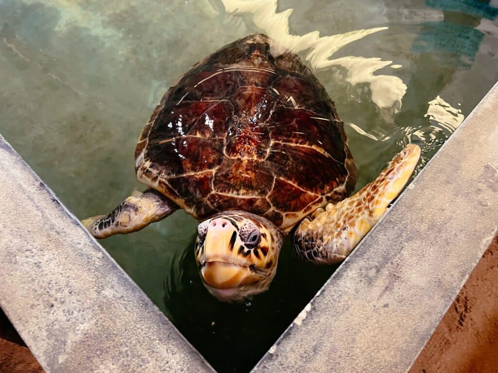 Sea Turtle Hatchery, Koggala, Sri Lanka