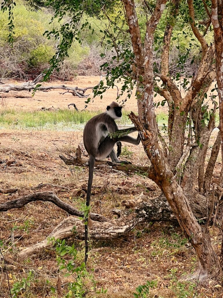 Yala Nationalpark, Safari, Sri Lanka
