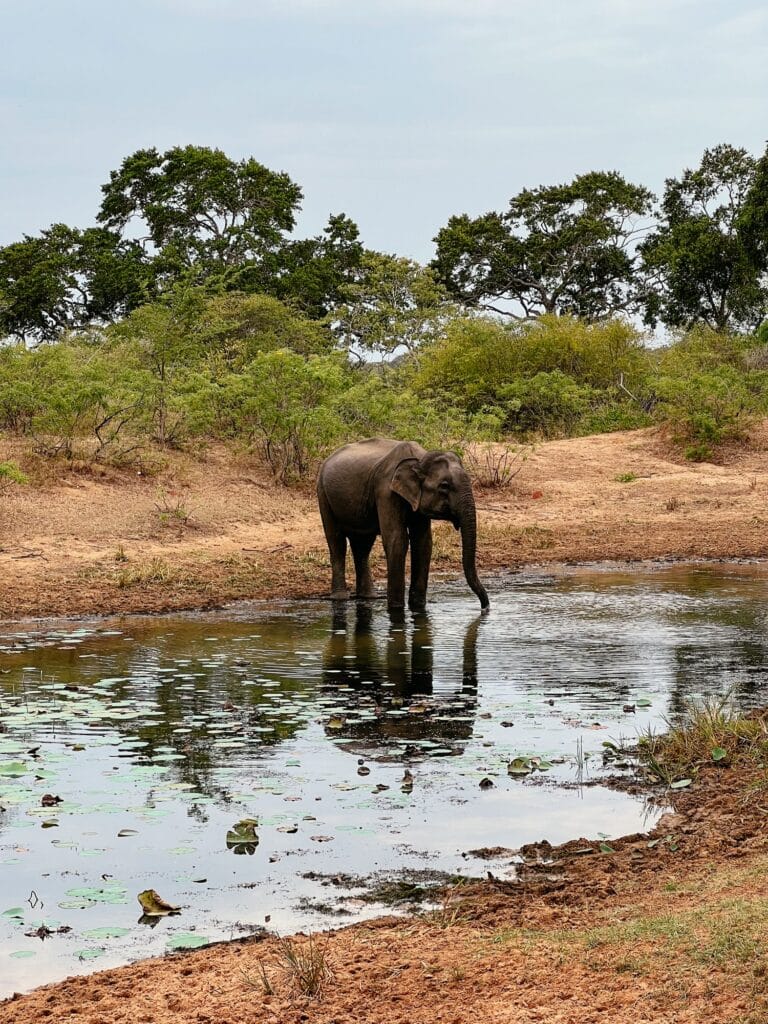 Yala Nationalpark, Safari, Sri Lanka