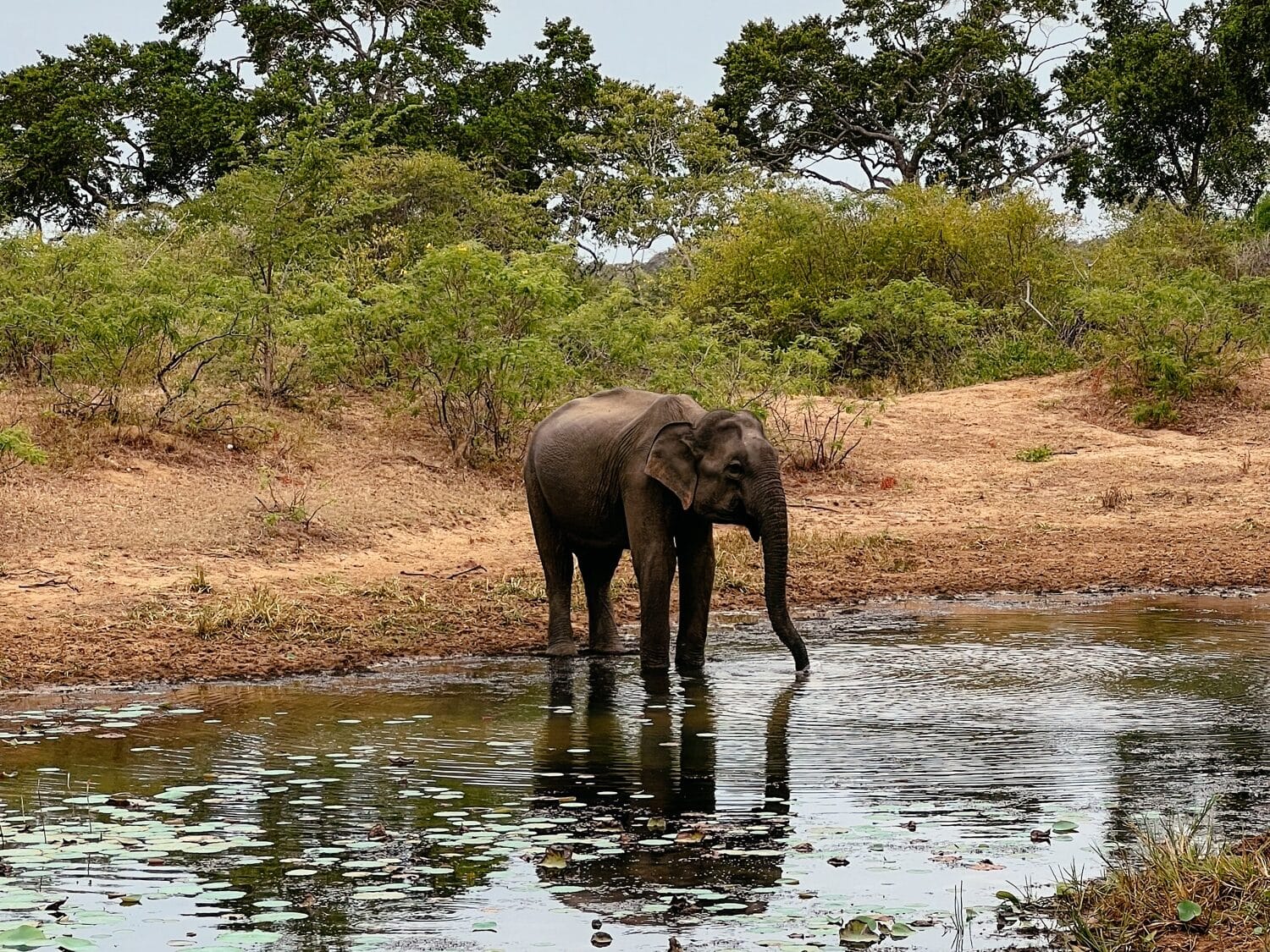 Yala Nationalpark, Safari, Sri Lanka