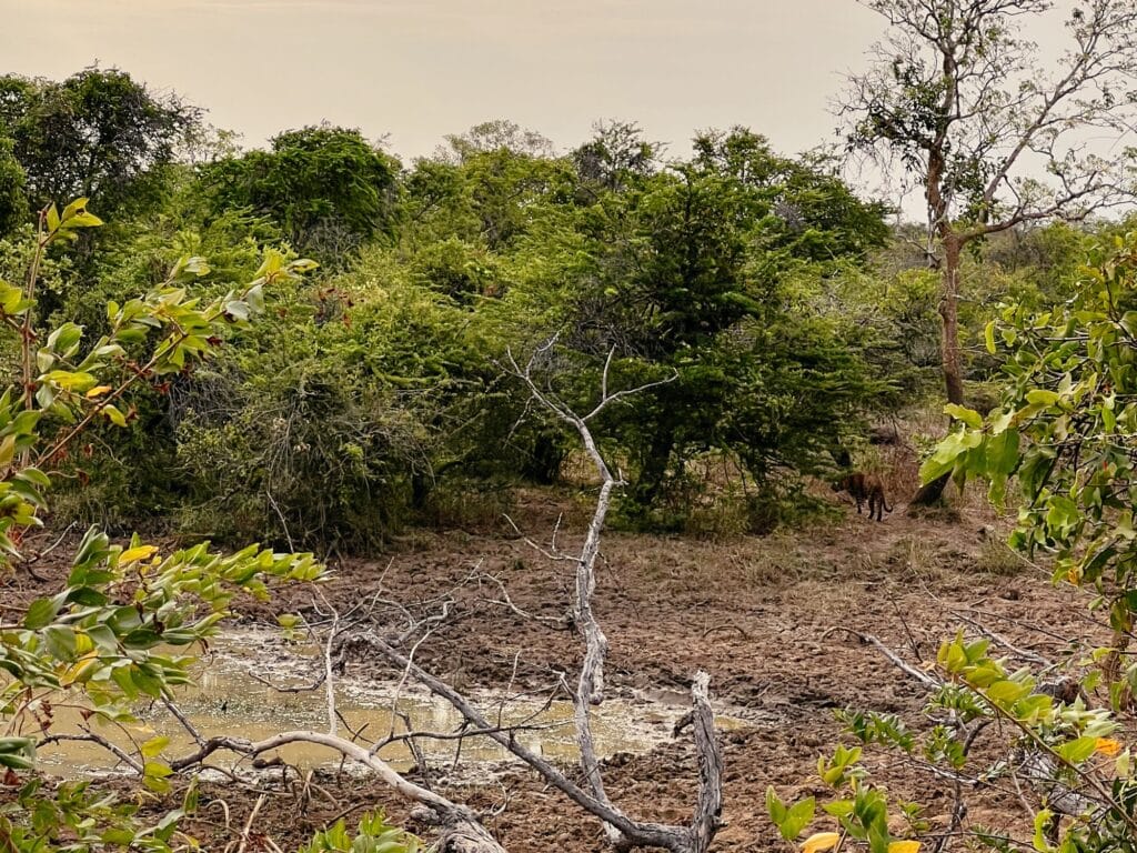 Yala Nationalpark, Safari, Sri Lanka