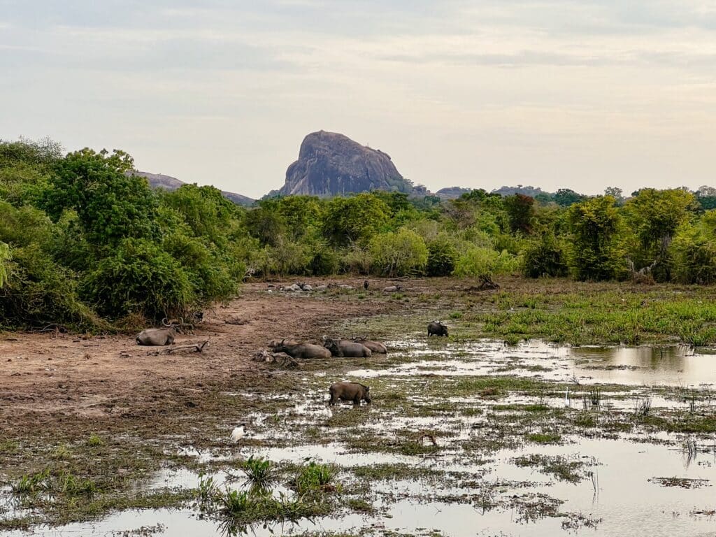 Yala Nationalpark, Safari, Sri Lanka
