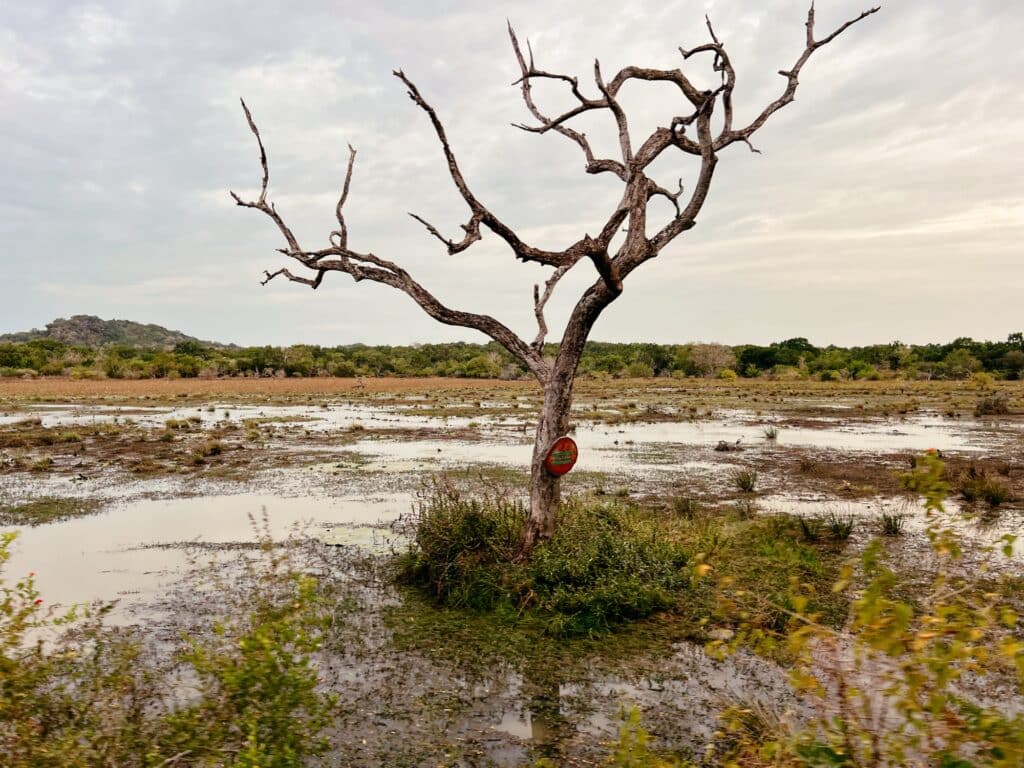 Yala Nationalpark, Safari, Sri Lanka