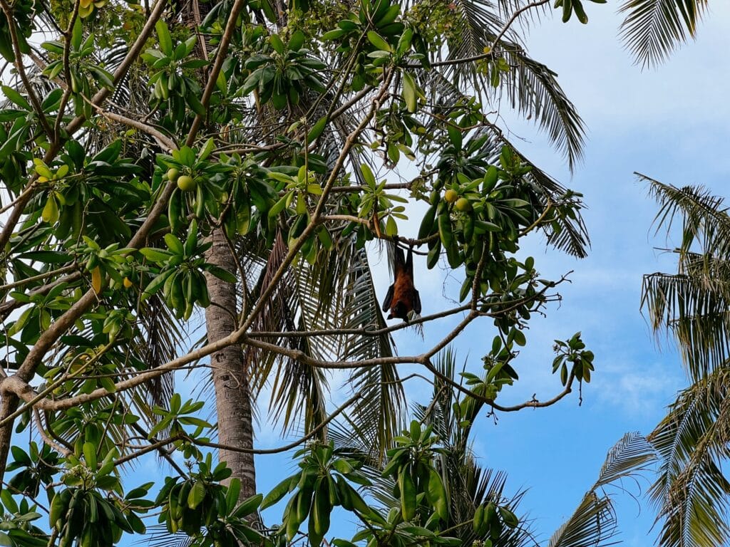 Dhigurah Malediven
