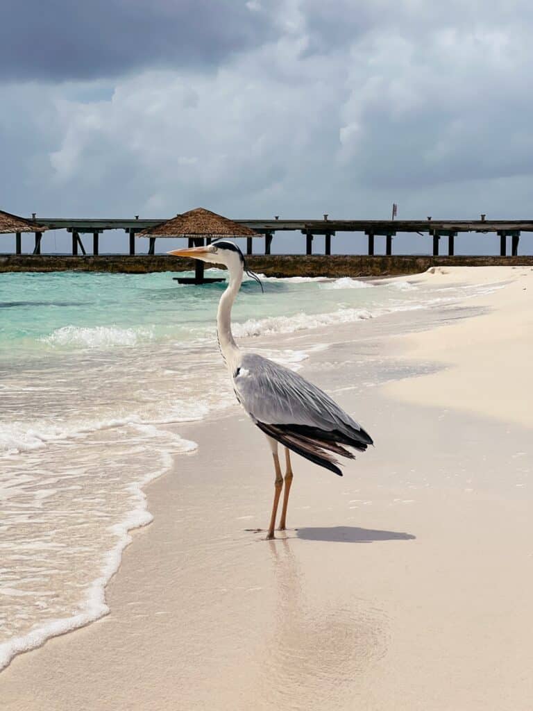Centara Ras Fushi Resort & Spa, Resort Insel Malediven