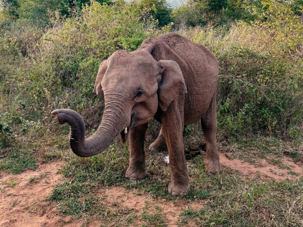 Udawalawe Nationalpark, Safari in Sri Lanka