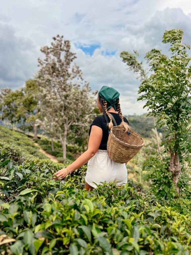 Uva Halpewatte Tea Factory Tour, Ella, Sri Lanka