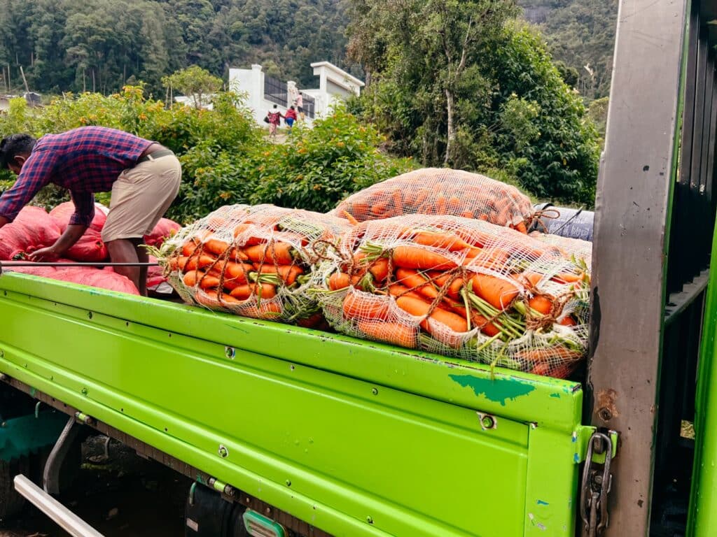 Karottenernte in Nuwara Eliya, Sri Lanka